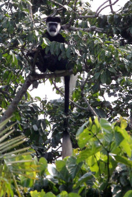PRIMATE - COLOBUS MONKEY - GUEREZA COLOBUS MONKEY - KIBALE NATIONAL PARK UGANDA BIGODI SWAMP (5).JPG