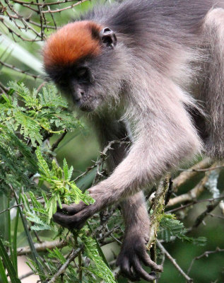 PRIMATE - COLOBUS MONKEY - UGANDA RED COLOBUS MONKEY - KIBALE NATIONAL PARK UGANDA BIGODI SWAMP (115).JPG