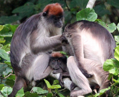 PRIMATE - COLOBUS MONKEY - UGANDA RED COLOBUS MONKEY - KIBALE NATIONAL PARK UGANDA BIGODI SWAMP (136).JPG