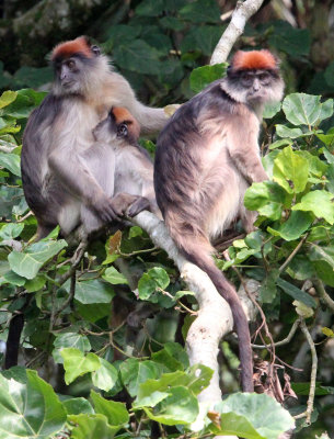 PRIMATE - COLOBUS MONKEY - UGANDA RED COLOBUS MONKEY - KIBALE NATIONAL PARK UGANDA BIGODI SWAMP (146).JPG