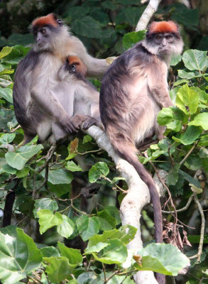 PRIMATE - COLOBUS MONKEY - UGANDA RED COLOBUS MONKEY - KIBALE NATIONAL PARK UGANDA BIGODI SWAMP (147).JPG