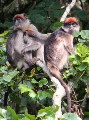 PRIMATE - COLOBUS MONKEY - UGANDA RED COLOBUS MONKEY - KIBALE NATIONAL PARK UGANDA BIGODI SWAMP (150).JPG