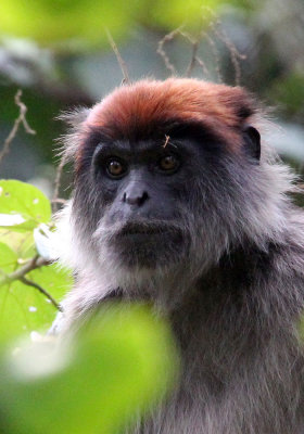 PRIMATE - COLOBUS MONKEY - UGANDA RED COLOBUS MONKEY - KIBALE NATIONAL PARK UGANDA BIGODI SWAMP (53).JPG