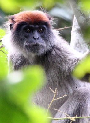 PRIMATE - COLOBUS MONKEY - UGANDA RED COLOBUS MONKEY - KIBALE NATIONAL PARK UGANDA BIGODI SWAMP (65).JPG