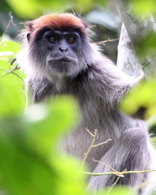 PRIMATE - COLOBUS MONKEY - UGANDA RED COLOBUS MONKEY - KIBALE NATIONAL PARK UGANDA BIGODI SWAMP (66).JPG