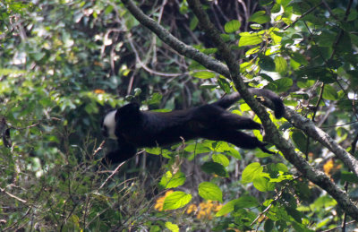 PRIMATE - L'HOEST'S MONKEY - RWENZORI NATIONAL PARK UGANDA (1).JPG