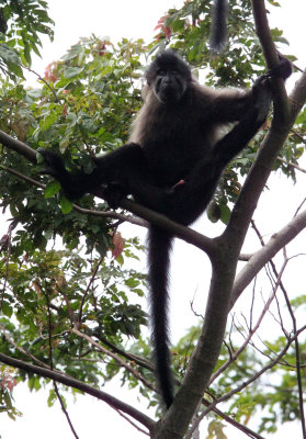 PRIMATE - MANGABEY - GREY-CHEEKED MANGABEY - KIBALE NATIONAL PARK UGANDA (52).JPG