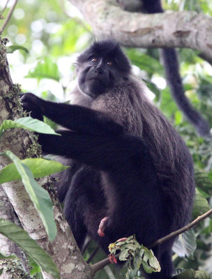 PRIMATE - MANGABEY - GREY-CHEEKED MANGABEY - KIBALE NATIONAL PARK UGANDA (54).JPG