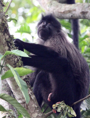 PRIMATE - MANGABEY - GREY-CHEEKED MANGABEY - KIBALE NATIONAL PARK UGANDA (55).JPG