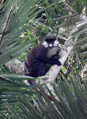 PRIMATE - RED-TAILED MONKEY - KIBALE NATIONAL PARK UGANDA (17).JPG