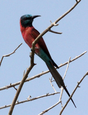 BIRD - BEE-EATER - NORTHERN CARMINE BEE-EATER - MURCHISON FALLS NATIONAL PARK UGANDA (6).JPG