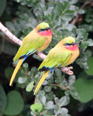 BIRD - BEE-EATER - RED-FRONTED BEE-EATER - MURCHISON FALLS NATIONAL PARK UGANDA (5).JPG