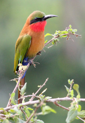 BIRD - BEE-EATER - RED-THROATED BEE-EATER - MURCHISON FALLS NATIONAL PARK UGANDA (16).JPG