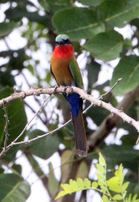 BIRD - BEE-EATER - RED-THROATED BEE-EATER - MURCHISON FALLS NATIONAL PARK UGANDA (4).JPG