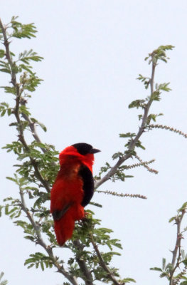 BIRD - BISHOP - NORTHERN RED BISHOP - MURCHISON FALLS NATIONAL PARK UGANDA (2).JPG