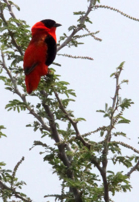 BIRD - BISHOP - NORTHERN RED BISHOP - MURCHISON FALLS NATIONAL PARK UGANDA (3).JPG