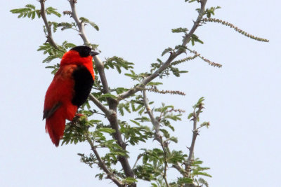 BIRD - BISHOP - NORTHERN RED BISHOP - MURCHISON FALLS NATIONAL PARK UGANDA (6).JPG