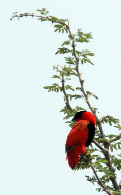 BIRD - BISHOP - NORTHERN RED BISHOP - MURCHISON FALLS NATIONAL PARK UGANDA (7).JPG