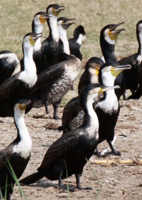 BIRD - CORMORANT - GREAT CORMORANT - QUEEN ELIZABETH NATIONAL PARK UGANDA (13).JPG