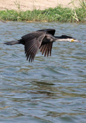 BIRD - CORMORANT - GREAT CORMORANT - QUEEN ELIZABETH NATIONAL PARK UGANDA (19).JPG