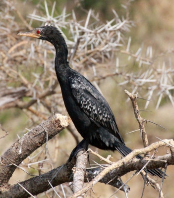BIRD - CORMORANT - LONG-TAILED CORMORANT - QUEEN ELIZABETH NATIONAL PARK UGANDA (4).JPG