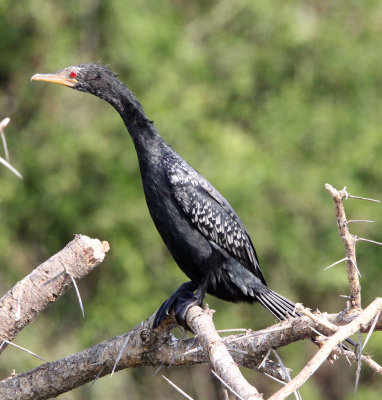 BIRD - CORMORANT - LONG-TAILED CORMORANT - QUEEN ELIZABETH NP UGANDA (3).JPG