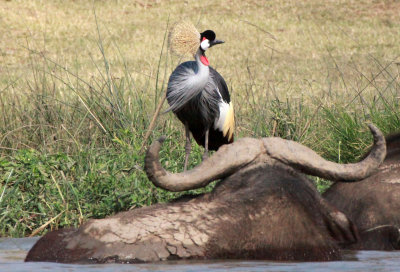 BIRD - CRANE - GREY CROWNED CRANE - QUEEN ELIZABETH NATIONAL PARK UGANDA (1).JPG