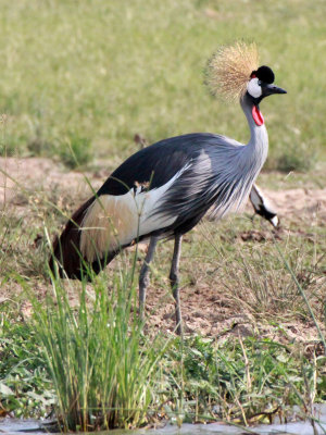 BIRD - CRANE - GREY CROWNED CRANE - QUEEN ELIZABETH NATIONAL PARK UGANDA (3).JPG