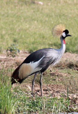BIRD - CRANE - GREY CROWNED CRANE - QUEEN ELIZABETH NATIONAL PARK UGANDA (4).JPG