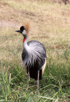 BIRD - CRANE - GREY CROWNED CRANE - QUEEN ELIZABETH NATIONAL PARK UGANDA (7).JPG