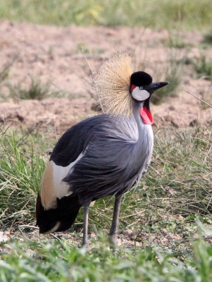 BIRD - CRANE - GREY CROWNED CRANE - QUEEN ELIZABETH NP UGANDA (23).JPG
