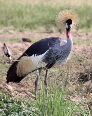 BIRD - CRANE - GREY CROWNED CRANE - QUEEN ELIZABETH NP UGANDA (24).JPG