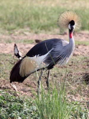 BIRD - CRANE - GREY CROWNED CRANE - QUEEN ELIZABETH NP UGANDA (25).JPG