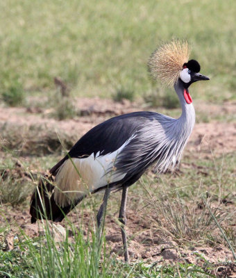 BIRD - CRANE - GREY CROWNED CRANE - QUEEN ELIZABETH NP UGANDA (26).JPG