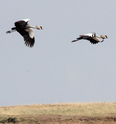 BIRD - CRANE - GREY CROWNED CRANE - QUEEN ELIZABETH NP UGANDA (9).JPG