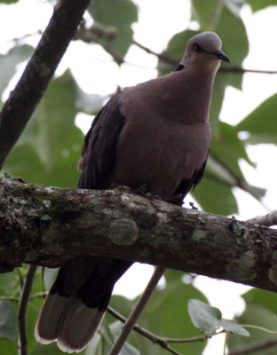 BIRD - DOVE - SPECIES UNIDENTIFIED - KIBALE NATIONAL PARK UGANDA.JPG