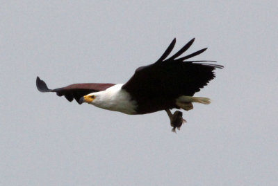 BIRD - EAGLE - AFRICAN FISH EAGLE - MURCHISON FALLS NATIONAL PARK UGANDA (2).JPG