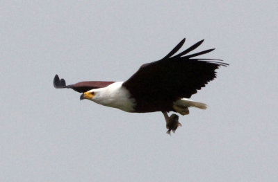 BIRD - EAGLE - AFRICAN FISH EAGLE - MURCHISON FALLS NATIONAL PARK UGANDA (3).JPG