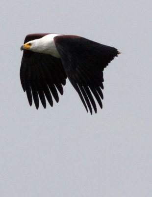 BIRD - EAGLE - AFRICAN FISH EAGLE - MURCHISON FALLS NATIONAL PARK UGANDA (6).JPG