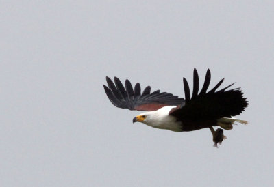 BIRD - EAGLE - AFRICAN FISH EAGLE - MURCHISON FALLS NATIONAL PARK UGANDA (7).JPG