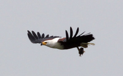BIRD - EAGLE - AFRICAN FISH EAGLE - MURCHISON FALLS NATIONAL PARK UGANDA (9).JPG