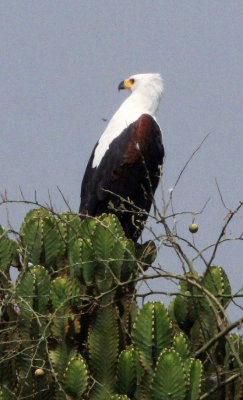 BIRD - EAGLE - AFRICAN FISH EAGLE - QUEEN ELIZABETH NATIONAL PARK UGANDA (12).JPG