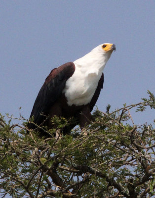 BIRD - EAGLE - AFRICAN FISH EAGLE - QUEEN ELIZABETH NATIONAL PARK UGANDA (3).JPG
