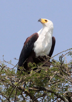 BIRD - EAGLE - AFRICAN FISH EAGLE - QUEEN ELIZABETH NATIONAL PARK UGANDA (5).JPG