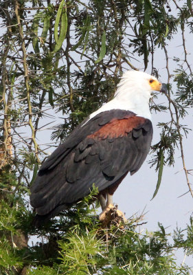 BIRD - EAGLE - AFRICAN FISH EAGLE - QUEEN ELIZABETH NP UGANDA (2).JPG