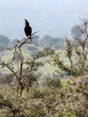 BIRD - EAGLE - LONG-CRESTED EAGLE - MURCHISON FALLS NATIONAL PARK UGANDA (4).JPG