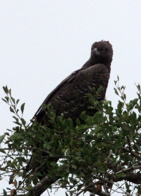 BIRD - EAGLE - MARTIAL EAGLE - MURCHISON FALLS NATIONAL PARK UGANDA (1).JPG