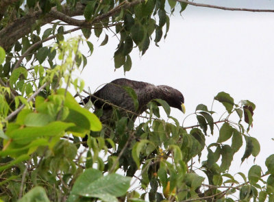 BIRD - EASTERN GREY PLANTAIN-EATER - MURCHISON FALLS NATIONAL PARK UGANDA.JPG