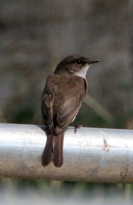 BIRD - FLYCATCHER - SWAMP FLYCATCHER - QUEEN ELIZABETH NATIONAL PARK UGANDA (1).JPG