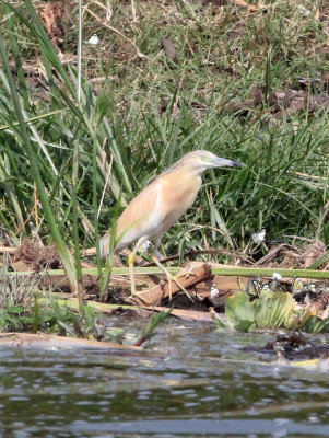 BIRD - HERON - COMMON SQUACCO HERON - QUEEN ELIZABETH NP UGANDA (3).JPG